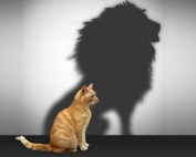 Confidence from within